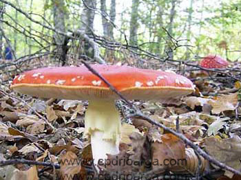 amanitamuscaria