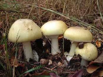amanitaphalloides