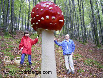 muscaria-gigante