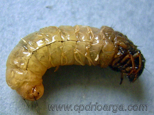 pupa-natural-1