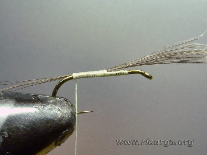 Añadimos los cercos con pluma de riñonada de gallo Leonés indio medio