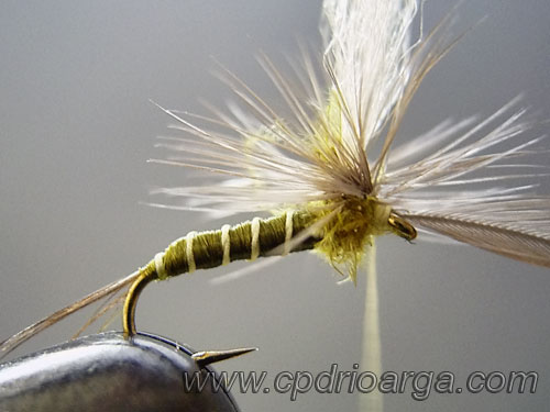 baetis rhodani parachute7