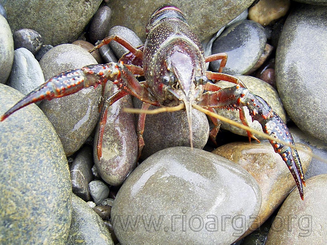 cangrejo rojo, Procambarus clarkii