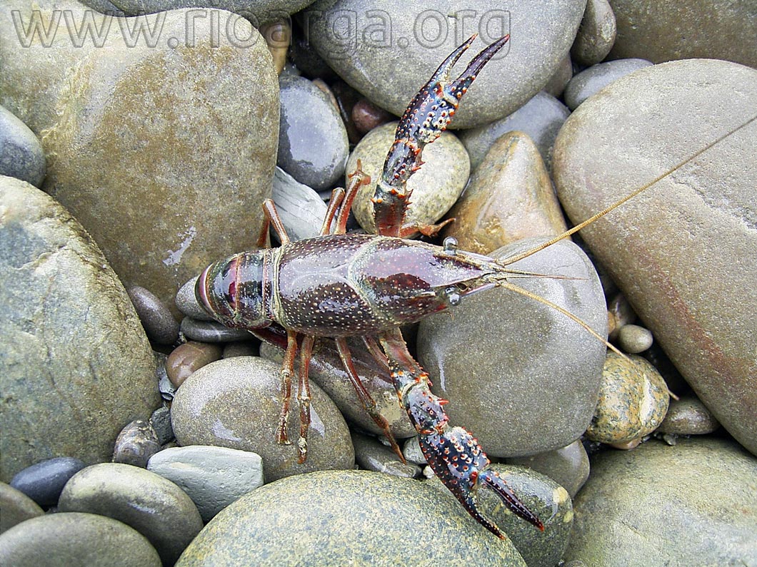 cangrejo rojo, Procambarus clarkii