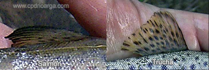 Aleta dorsal en el salmón poco moteada y en la trucha muy moteada.