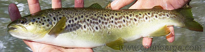 Trucha común pescada en el río Bidasoa a la altura de Narvarte