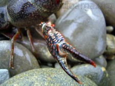 Procambarus clarkii, cangrejo rojo
